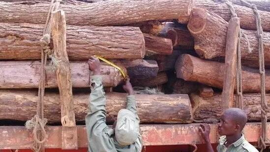 莫桑比克木材将全面禁伐,红木市场这9种木材直接收益!