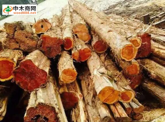 香柏木原木