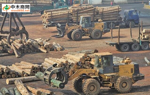 龙口口岸一季度进口原木货值增长118.5%
