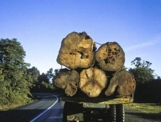 木材行业：控资源，赢未来