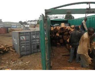 西非地区木材加工产业发展迎来了重大转折