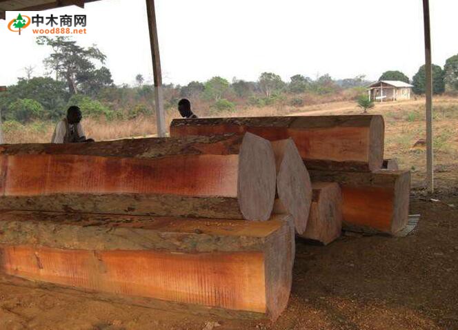 莫桑比克暂停木材出口政策的影响下，皮灰保持顺畅走势