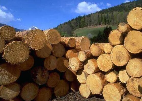 新西兰木材出口量未来5年将不断提升