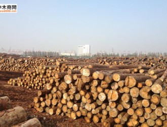 福汉木业在俄木材工贸区被列为国家级重点项目
