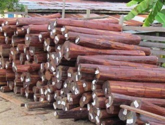 在非洲什么木种销售量最多：介绍十二种最常见的非洲进口木材