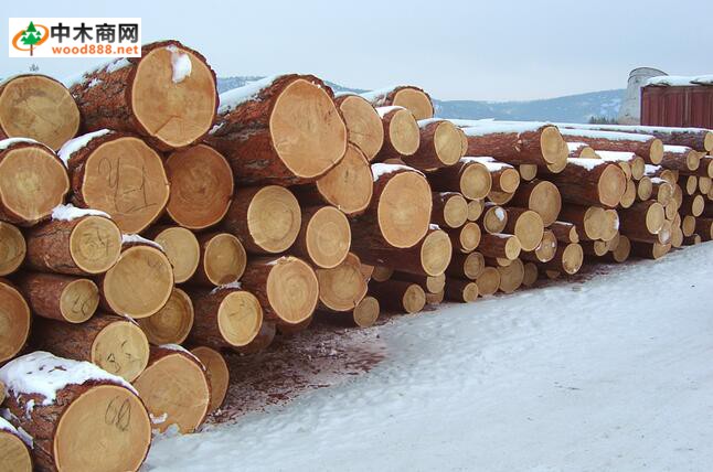 俄罗斯盛产哪些木材 