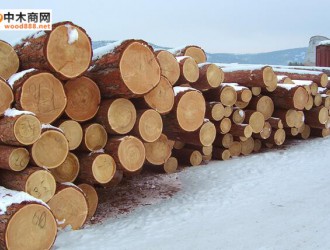 俄罗斯盛产哪些木材？