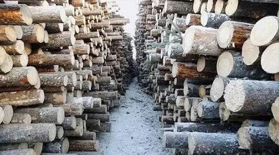 加拿大总理特鲁多对美国原木贸易税展开回击