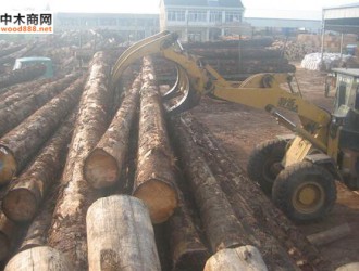 察右前旗签约内蒙古众森国际木业 引进总投资2.4亿元木材深加工项目