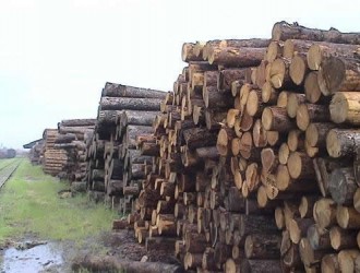 国际木材市场观察：反补贴税后北美木材价格下跌幅度不大