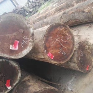 甘蓝豆，黑龙凤檀图3