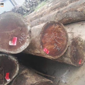 甘蓝豆，黑龙凤檀图2