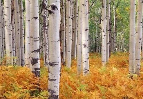 白桦、樟子松、红松、白松 内蒙古一天进口五万多立方俄罗斯木材