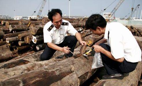 黄埔口岸全国首次截获两种重要外来木材害虫