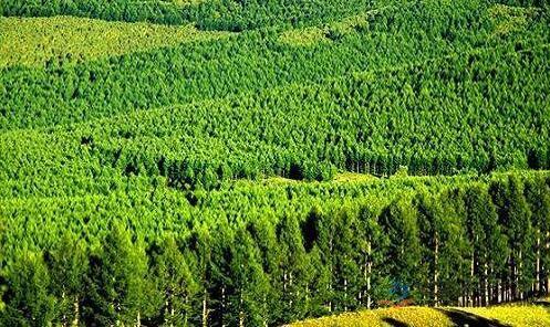 林业标准化示范企业申报书