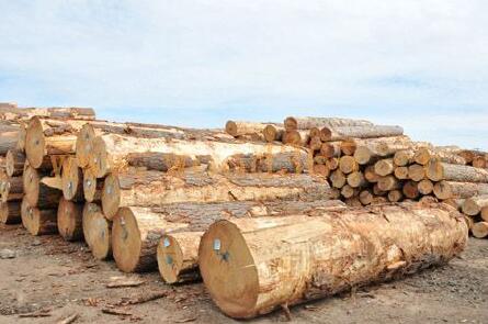 花旗松主要是以原木进口为主，由各个木材加工厂进行加工。常见的花旗松规格有以3、4米长为主。