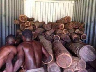 赞比亚宣布大幅降低木材出口税