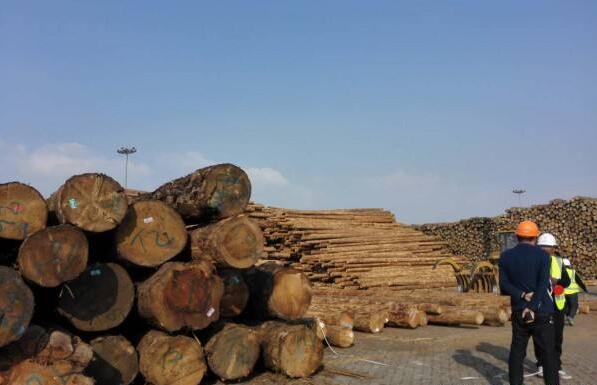 江苏太仓口岸迎来近3年进口原木增幅比较快时期