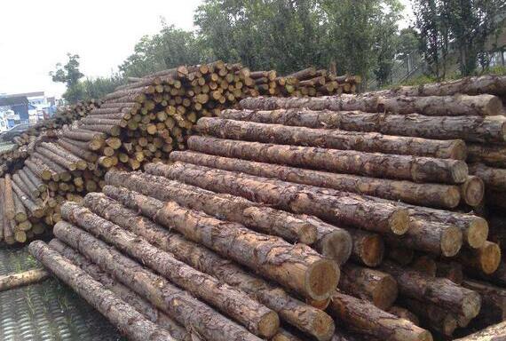 欧洲 俄罗斯木材在各大进口市场的增长势头迅猛