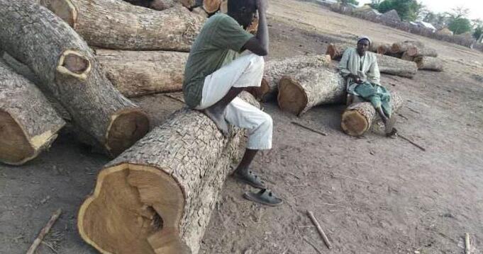  赞比亚木材出口禁令扩大至该国所有品种