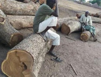 赞比亚木材出口禁令扩大至该国所有品种