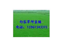 特价供应沙坪果岭草，绿化草坪，量大电话15961543375图2