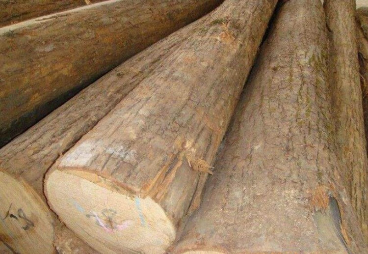 2017年06月22日中木商网木材市场椴木原木价格行情