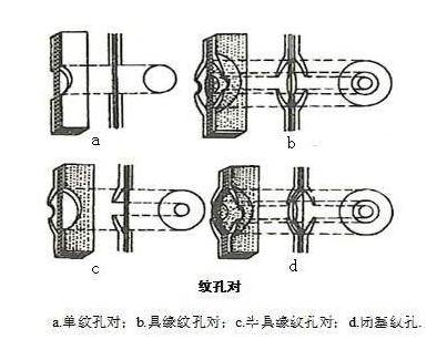 木材细胞壁上的结构特征——纹孔