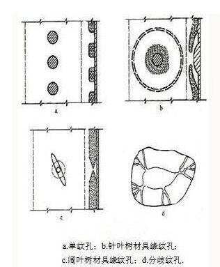 木材细胞壁上的结构特征——纹孔