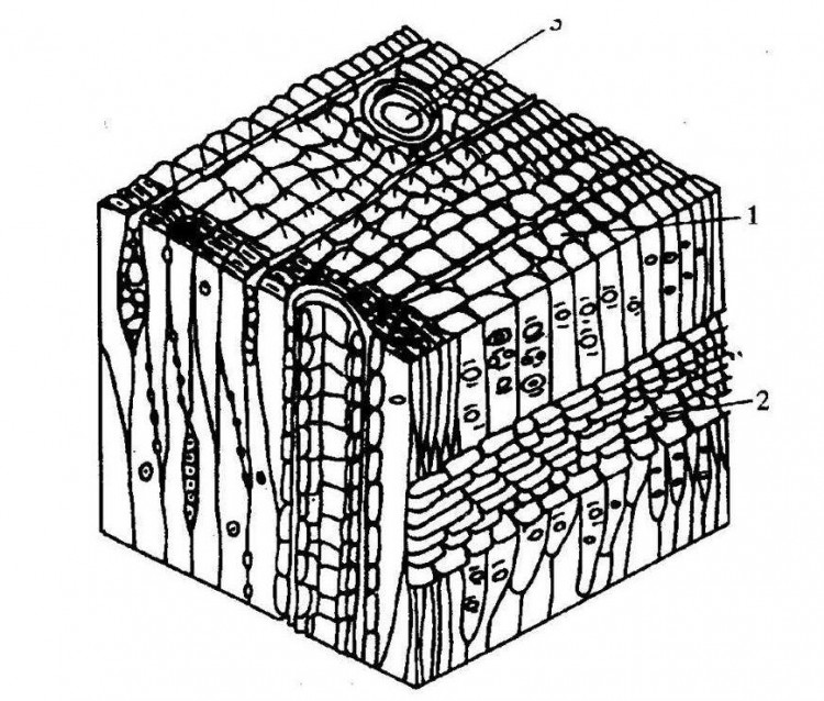 木材细胞壁上的结构特征——纹孔