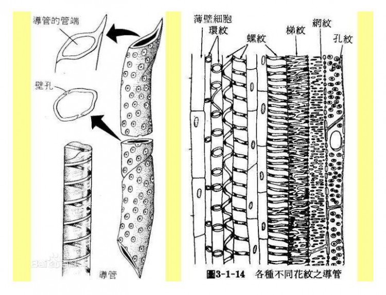 木材细胞壁上的结构特征——纹孔