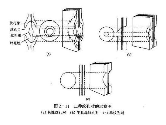 木材细胞壁上的结构特征——纹孔