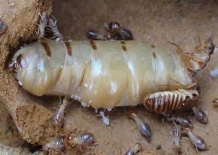 江苏检验检疫部门在进境大轮原木中截获严重白蚁疫情