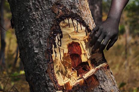 一中国团队非洲调研血檀木买卖 浙江籍摄影师记录木材砍伐全程