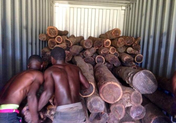 一中国团队非洲调研血檀木买卖 浙江籍摄影师记录木材砍伐全程