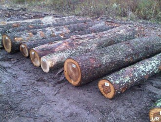 澳大利亚主要商品木材树种特征
