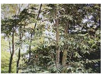 广西木材图谱：广西珍稀优良树种图库/南岭栲木