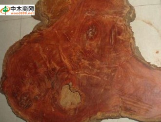 广西木材图谱：广西珍稀优良树种图库/红锥木