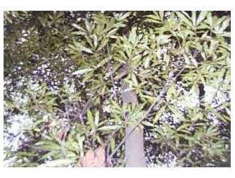 广西木材图谱：广西珍稀优良树种图库/石栎木
