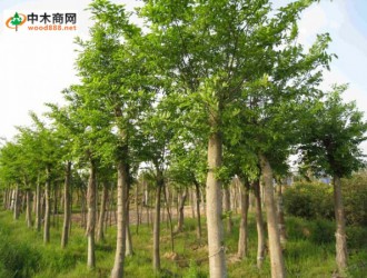 广西木材图谱：广西珍稀优良树种图库/朴树