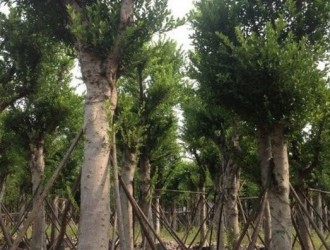 广西木材图谱：广西珍稀优良树种图库/小叶榕木