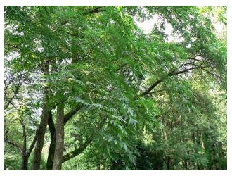广西木材图谱：广西珍稀优良树种图库/无患子木