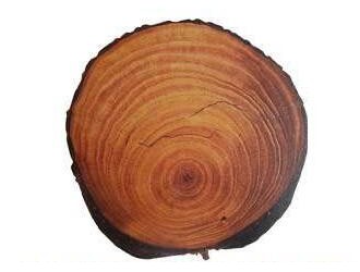 广西木材图谱：广西珍稀优良树种图库/黄杞木