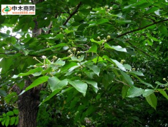 广西木材图谱：广西珍稀优良树种图库/喜树
