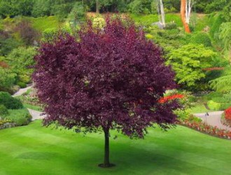 广西木材图谱：广西珍稀优良树种图库/紫树
