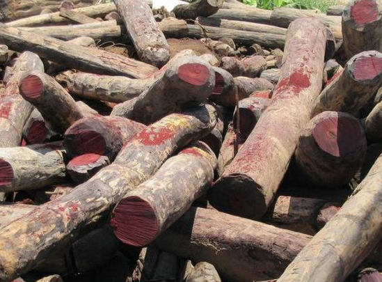 南美木材，为红木市场续命