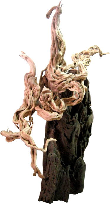 凤戲遊龍（杜鹃木）