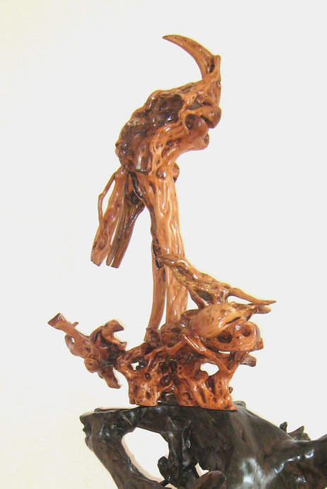  独领风骚（杜鹃木）