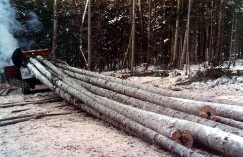 木材采伐缓慢增长意味着需求的大幅度增加
