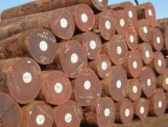 老挝木材货源持续紧缺，沙比利价格略微上调